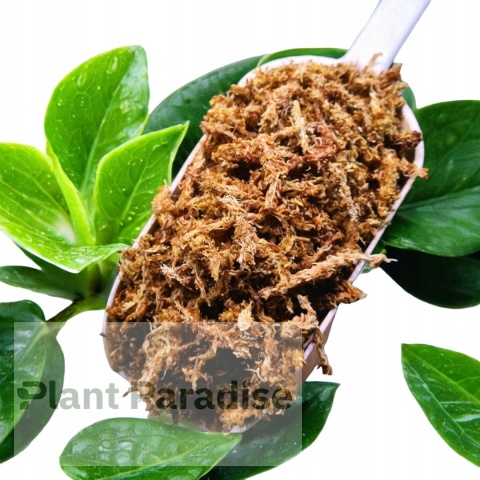 Mech Torfowiec SPHAGNUM 1L Podłoże do Ukorzeniania
