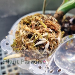 Mech Torfowiec SPHAGNUM 1L Podłoże do Ukorzeniania