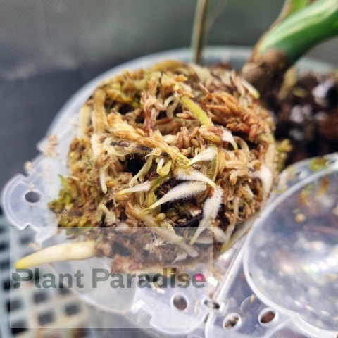 Mech Torfowiec SPHAGNUM 1L Podłoże do Ukorzeniania