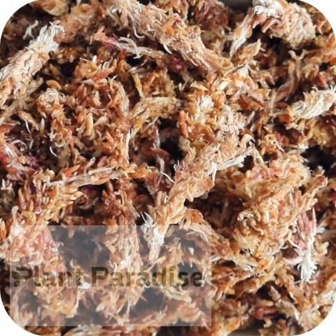 Mech Torfowiec SPHAGNUM 5L Podłoże do Ukorzeniania
