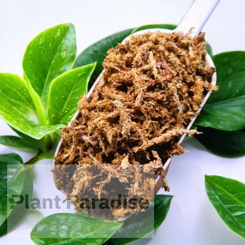 Mech Torfowiec SPHAGNUM 5L Podłoże do Ukorzeniania