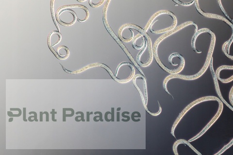 FELTI 2,5 MLN - Skuteczne nicienie NA ZIEMIÓRKI / MUSZKI / WCIORNIASTKI / SZKODNIKI