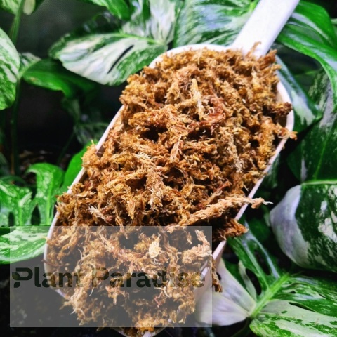 Mech Torfowiec SPHAGNUM 1L Podłoże do Ukorzeniania