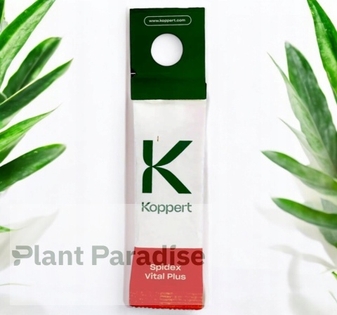 SPIDEX VITAL PLUS: SKUTECZNY PREPARAT NA PRZĘDZIORKI | DOBROCZYNEK ROZTOCZA